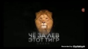 #Что за лев? этот тигр?#