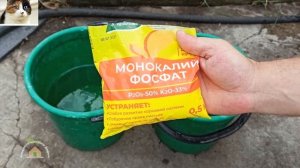 Подкормка малины после плодоношения и обрезки в августе