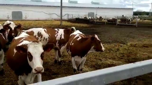 Видео красно пестрые галштины 2 08 2014