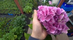 Гортензия Меджикал аметист. Magical Amethyst