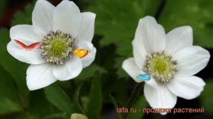 Анемона видовая (anemone leveillei) ? видовая анемона обзор: как сажать, саженцы анемоны