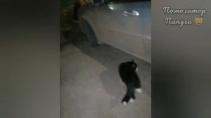 Говорящие коты! Лучшая подборка #28