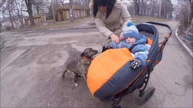 Американский стаффордширский терьер пытается съесть ребенка!