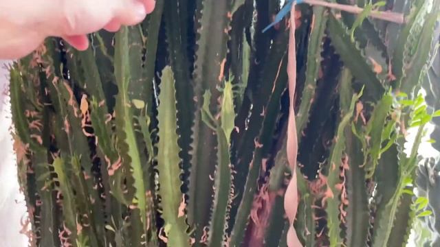 Обрезка 3-х метрового Молочая Трехгранного. Без лестницы не обошлось. смотреть онлайн