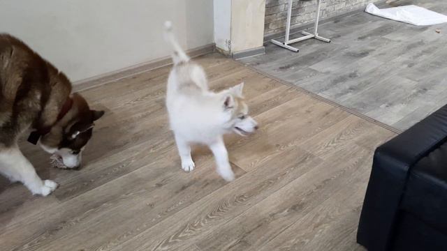 ПОСЛЕДНИИ ЧАСЫ ПЕРЕД РОДАМИ/ Сумасшедший дом смотреть онлайн