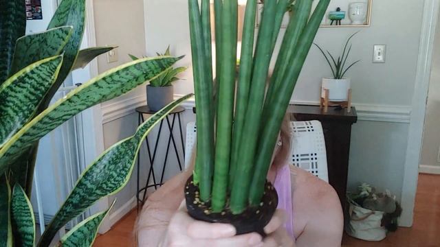 Sansevieria Tour  My Sansevieria Collection  Low Light Houseplants