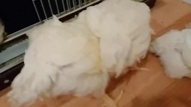 Как живут бройлеры в квартире...?выбираем самого большого... трудно...