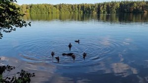 Лето в подмосковном Белоозерском😽