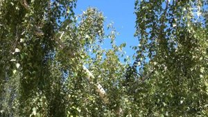 От этой музыки на душе становится радостно и тепло! КАК КРАСИВО! Музыка Сергея Чекалина!