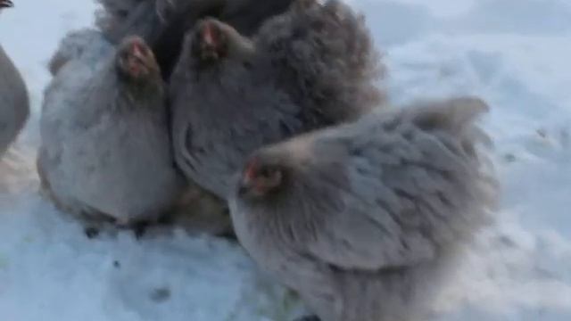 Орпингтоны лаванда смотреть онлайн