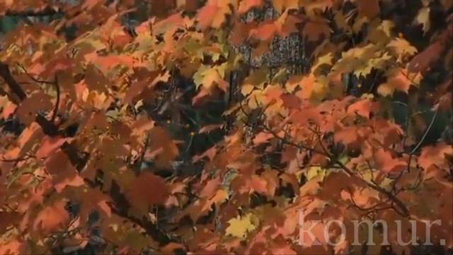 Осени чудесной красота, автор слов А  Болутенко #музыкальная открытка#  komur смотреть онлайн