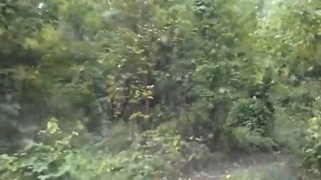 лесная дорога к реке смотреть онлайн