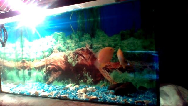 ЦИХЛАЗОМА СЕВЕРУМ смотреть онлайн