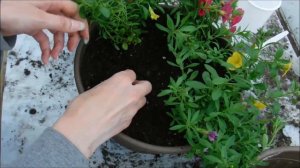 how to transplant calibrachoa plants, how to put a calibrachoa hanging basket together