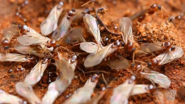 Amazing Facts | Animal Behavior Before Natural Disasters смотреть онлайн