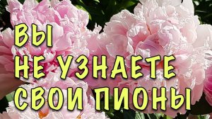 Всего ОДНА подкормка и ВЫ НЕ УЗНАЕТЕ свои ПИОНЫ