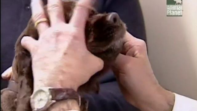 Все о собаках: Кокер спаниель [Animal Planet] смотреть онлайн