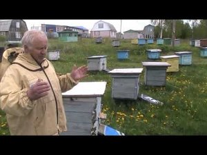 ЧТО ДЕЛАТЬ ЧТОБЫ ПЧЁЛЫ НЕ РОИЛИСЬ?