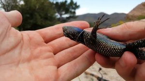 4K Rainbow Yarrows Spiny Lizard, Catching Amazing Pet Reptiles in NV, CA, AZ, NM USA Herping HD.