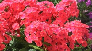 Как пересаживать флоксы