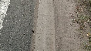 Сбор металлолома и цветного металла на обочине дороги