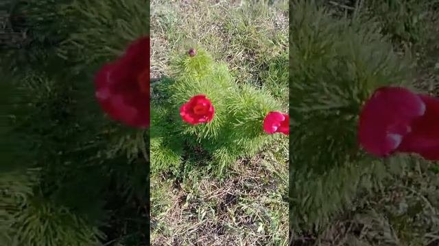 Белая Скала #КРЫМ
