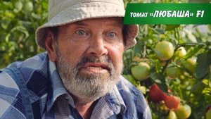 Легендарный помидор Любаша