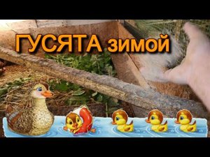 ГУСЯТА зимой как на ДРОЖЖАХ чем кормлю в 2-3 недели