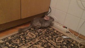 Шиншилла после инсульта