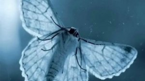 Моль в доме - Народные приметы