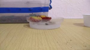 Кузнечик. Содержание и уход