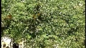 Левантийские фразы и термины   العبارات و المصطلحات الشاميه      Levantine phrases and terms      ❤