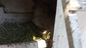 Курица хочет сидеть опять на яйцах Подложить яйца под курицу или утку? И снова инкубация в коробке