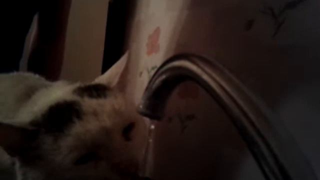 Похмелье кота смотреть онлайн