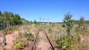 Заброшенная узкоколейная железная дорога. Июнь 2022