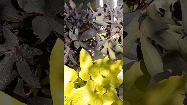 Ипомея Батат!🍀Стильная красотка для сада! смотреть онлайн