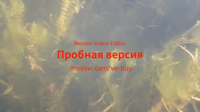 Vlog:приехала на дачу!!!Встретилась с подругой//Alina Zably смотреть онлайн