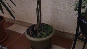 Почвопокровные растения.  Гелксина украсит ваши кашпо красивым ковром!