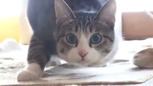 кошка очень смешно танцует!!!!(прикол)