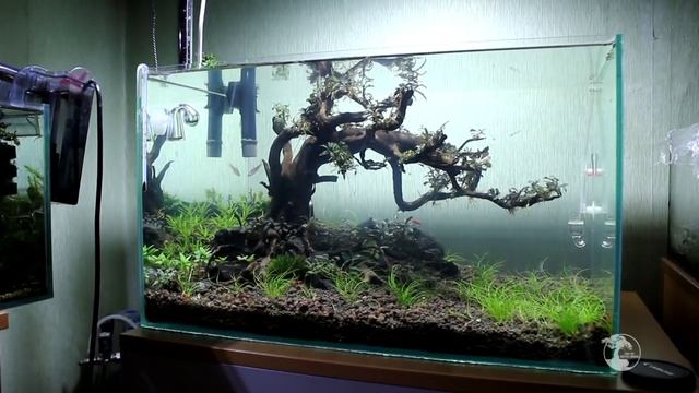 Бонсай. Как сделать дерево в аквариуме своими руками. смотреть онлайн