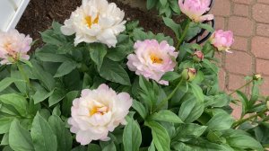 2021 Bloom Season - Petite Elegance (Klehm, R.G., 1995)