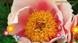 Пион молочноцветковый Афина. Краткий обзор, описание характеристик paeonia lactiflora Athena