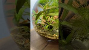 Аквариум шар с живыми растениями без оборудования, 4 день