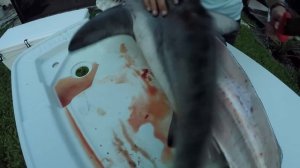 How to Catch, Clean & Cook BLACKTIP SHARK!