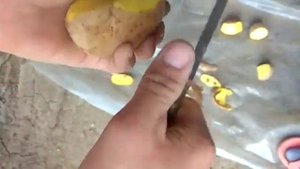 Картофель Бернина на переработку