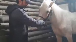 Приучаем лошадь к уздечке