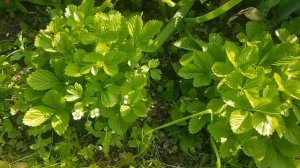 Мои 6 соток в июне/обзор участка