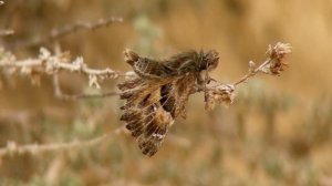 Mariposas diurnas de La Rioja: Hesperiidae