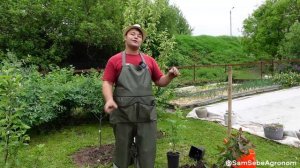 ВСЁ ЗАВИСИТ ОТ ПОСАДОЧНОГО МАТЕРИАЛА.  Посадка плодово-ягодных деревьев и кустарников летом.