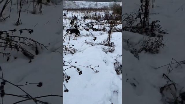 Охота Липецкая область. смотреть онлайн